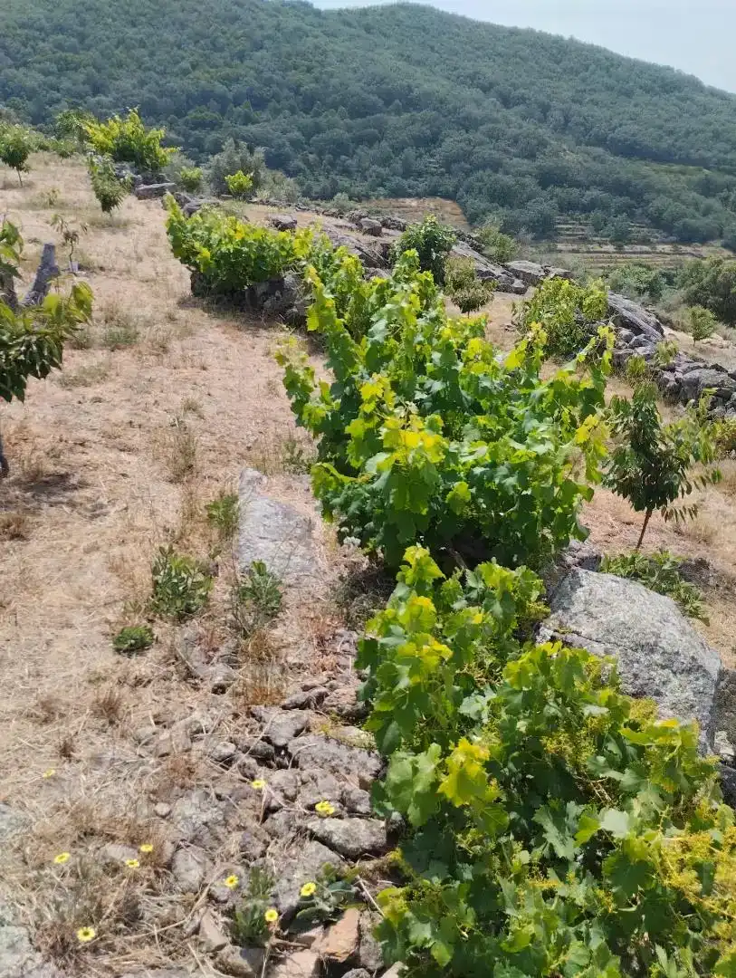 Finca rústica en venta en Pasarón de la Vera