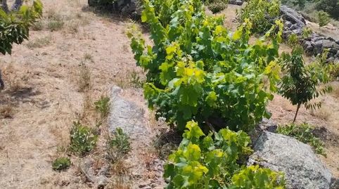 Foto 3 de Finca rústica en venta en Calle María de Luna, 1, Pasarón de la Vera, Cáceres