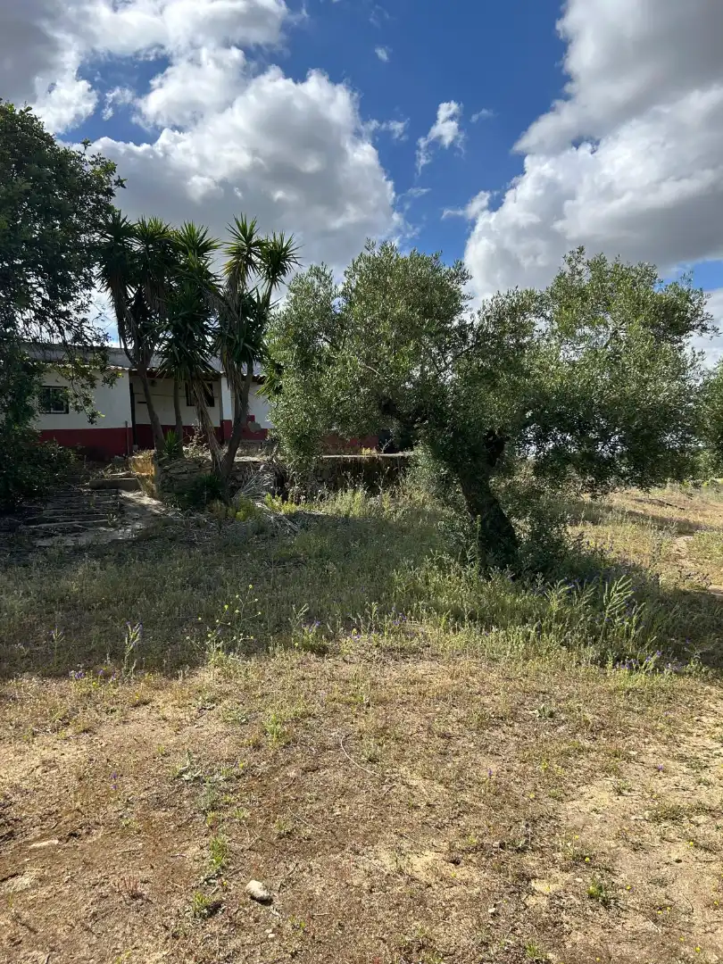 Terrain rustique à vendre à Arcos de la Frontera, imagen 12