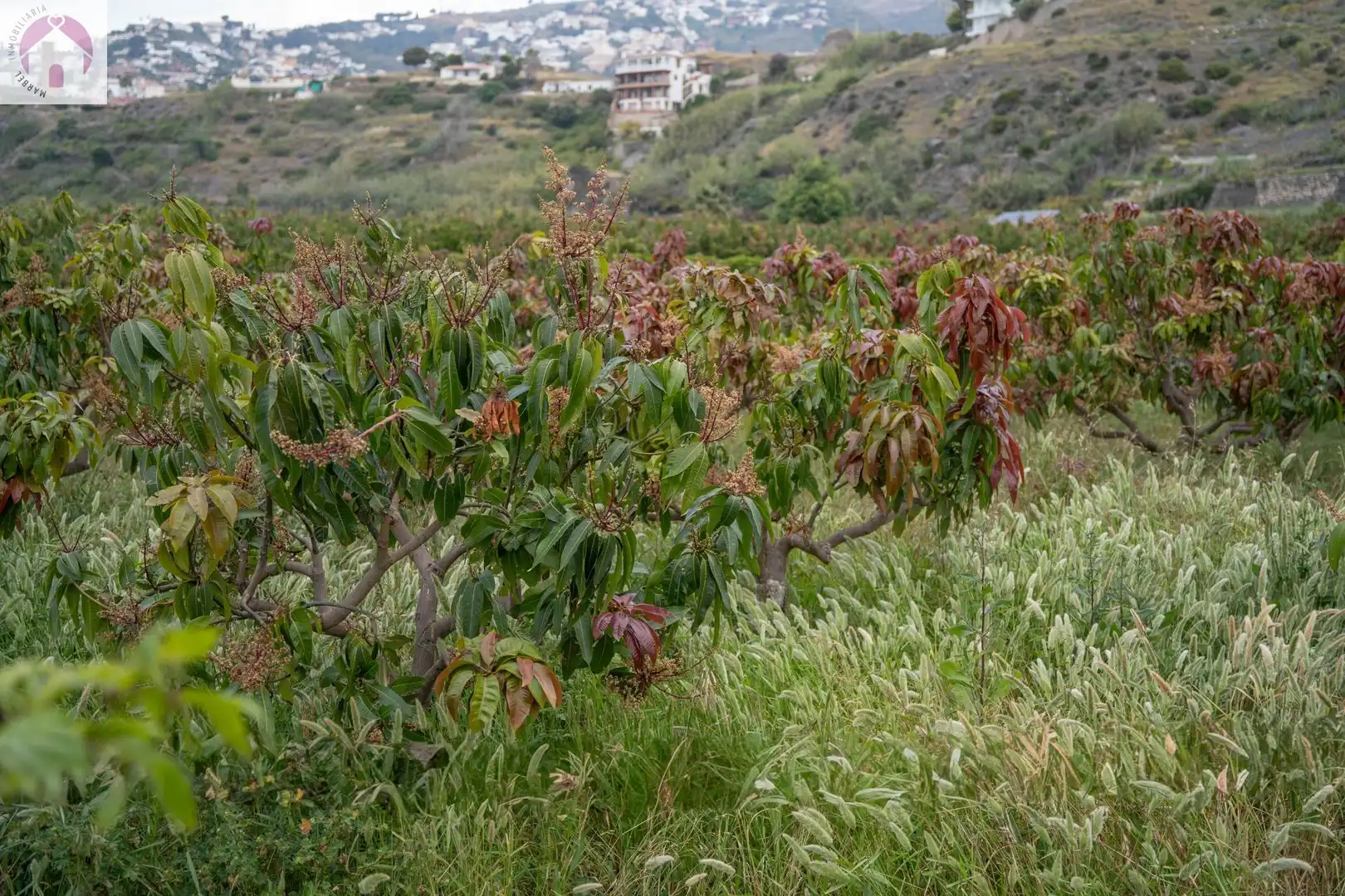 Residential for sale in CARRETERA MALAGA (CAL), 74, La Caleta - La Guardia