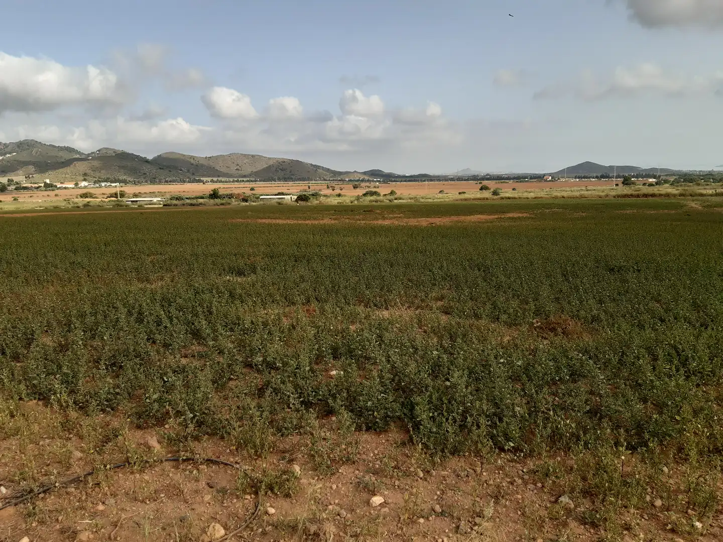 Residential land for sale in Mar Menor de Cartagena – Cabo de Palos, imagen 12