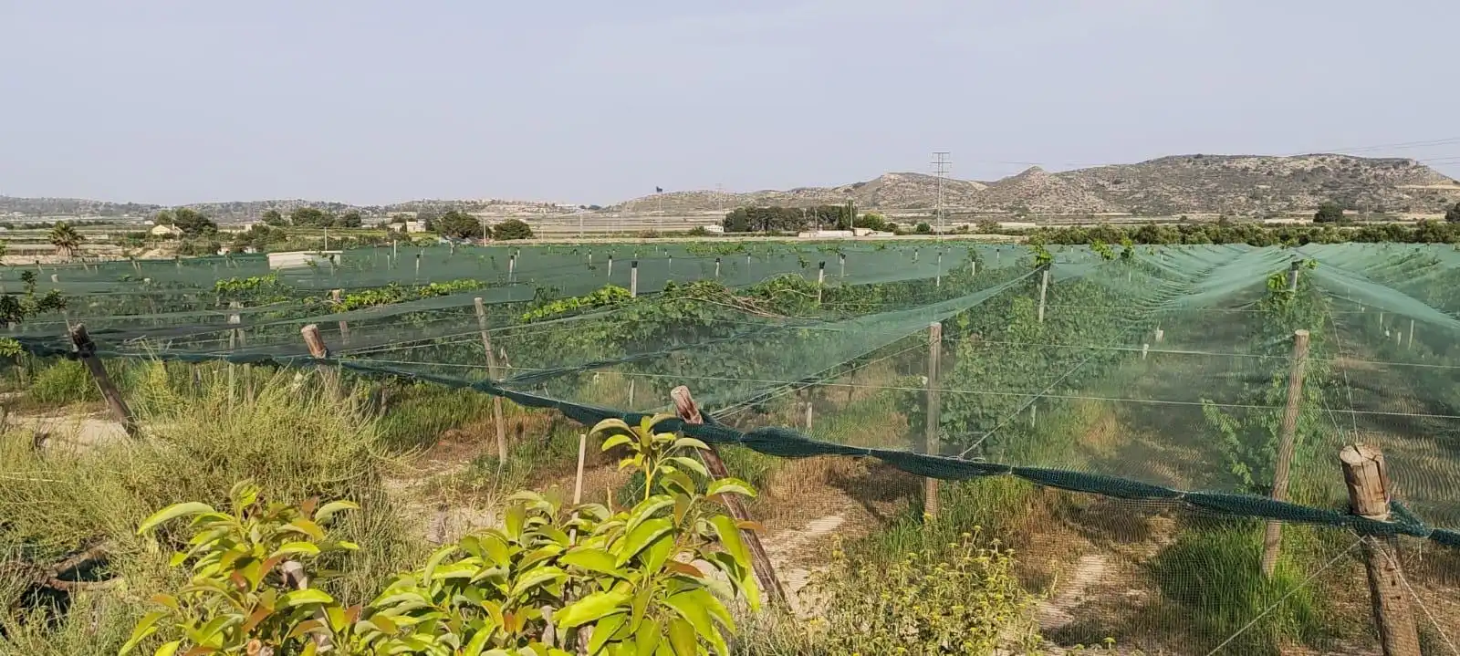 Terreno residencial en venta en Monforte del Cid, imagen 10