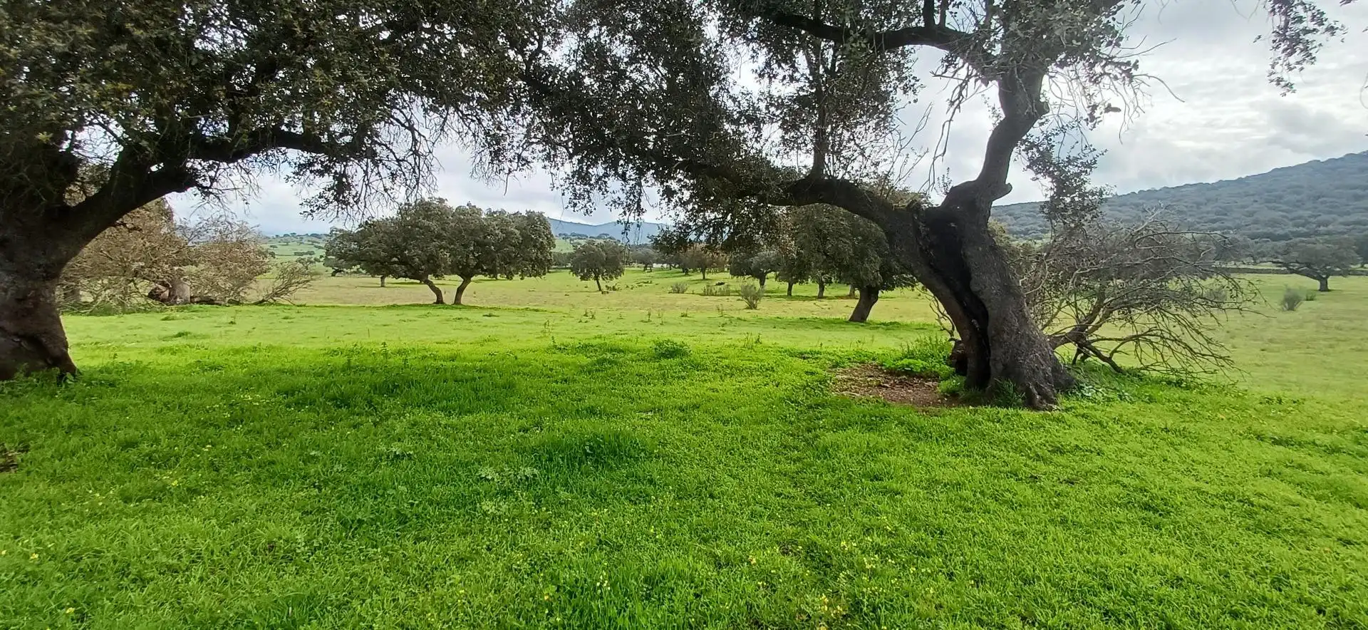 Finca rústica en venta en Jerez de los Caballeros