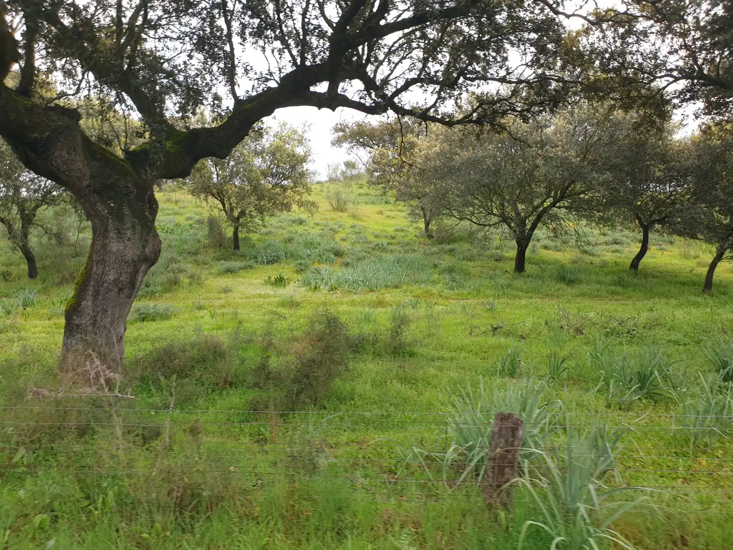 Terreni e lotti in vendita a Parque de la Constitución 5a, imagen 12