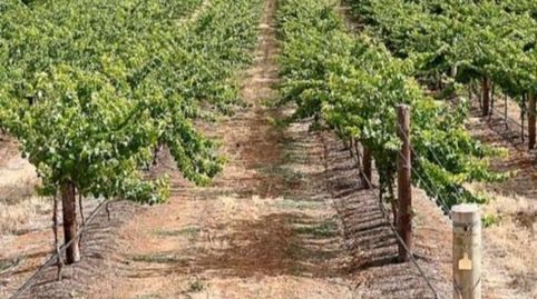 SE VENDE FINCA DE REGADIO, immagine 3