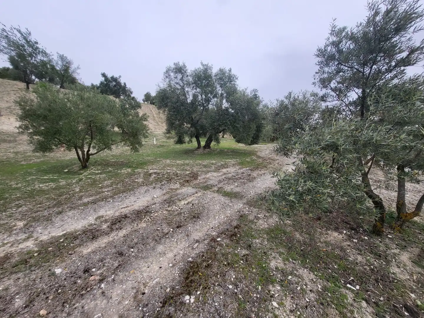 Rustikales Grundstück zum Verkauf in Güevéjar, imagen 15