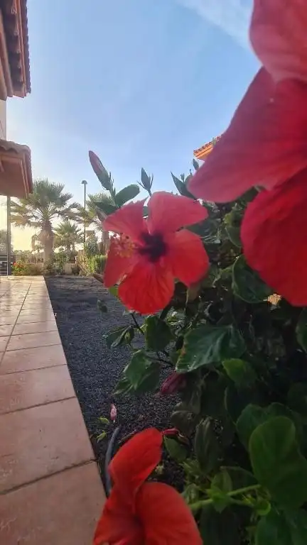 Jardí de Casa o xalet en venda en La Oliva amb Jardí privat i Piscina comunitària