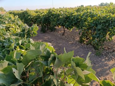 Terreno rustico in vendita a Tomelloso