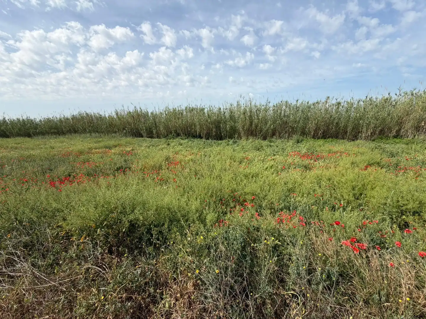 Rural land for sale in Albalate de Cinca, imagen 4