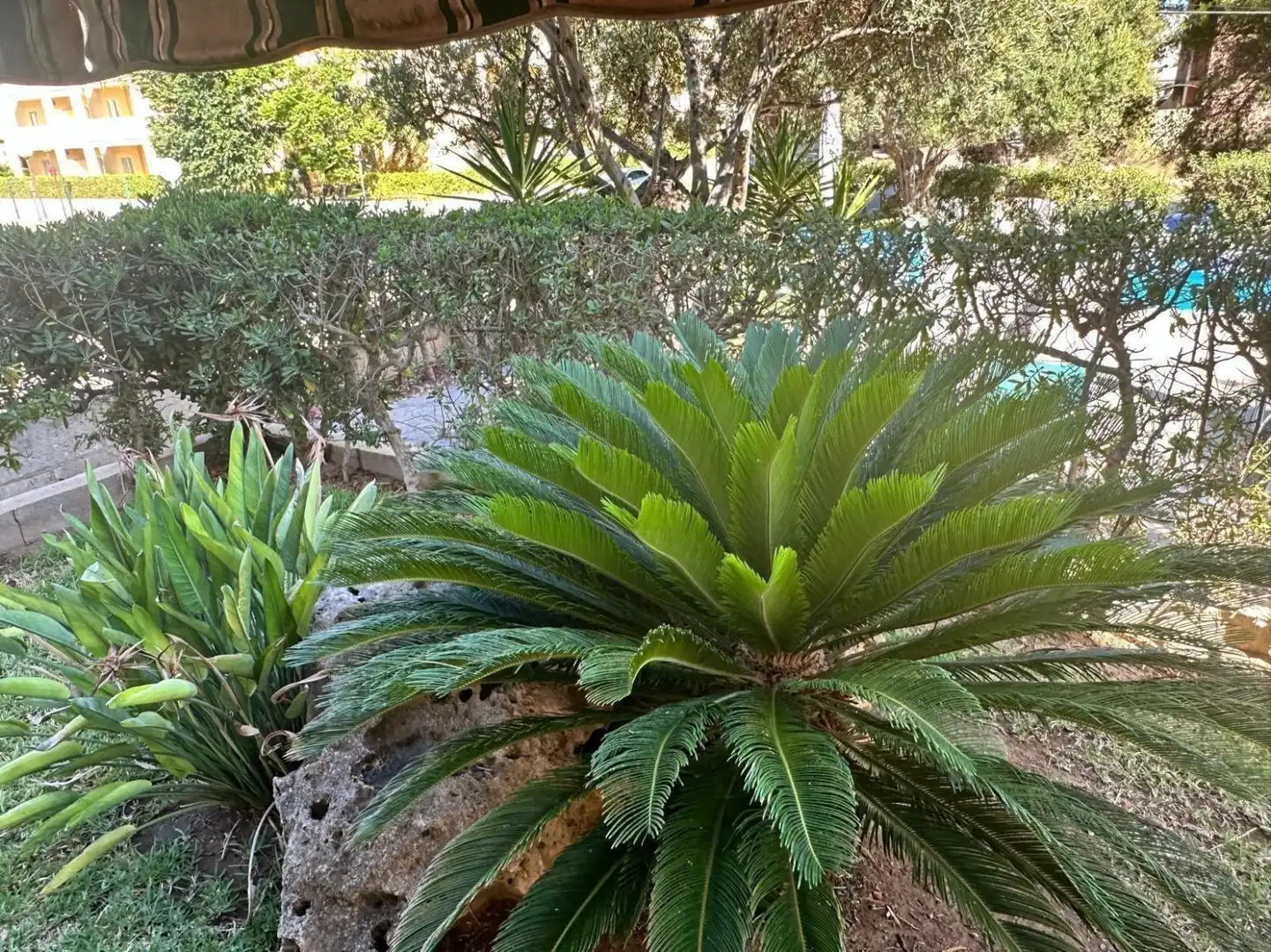 Garten von Wohnung zur Miete in Can Picafort