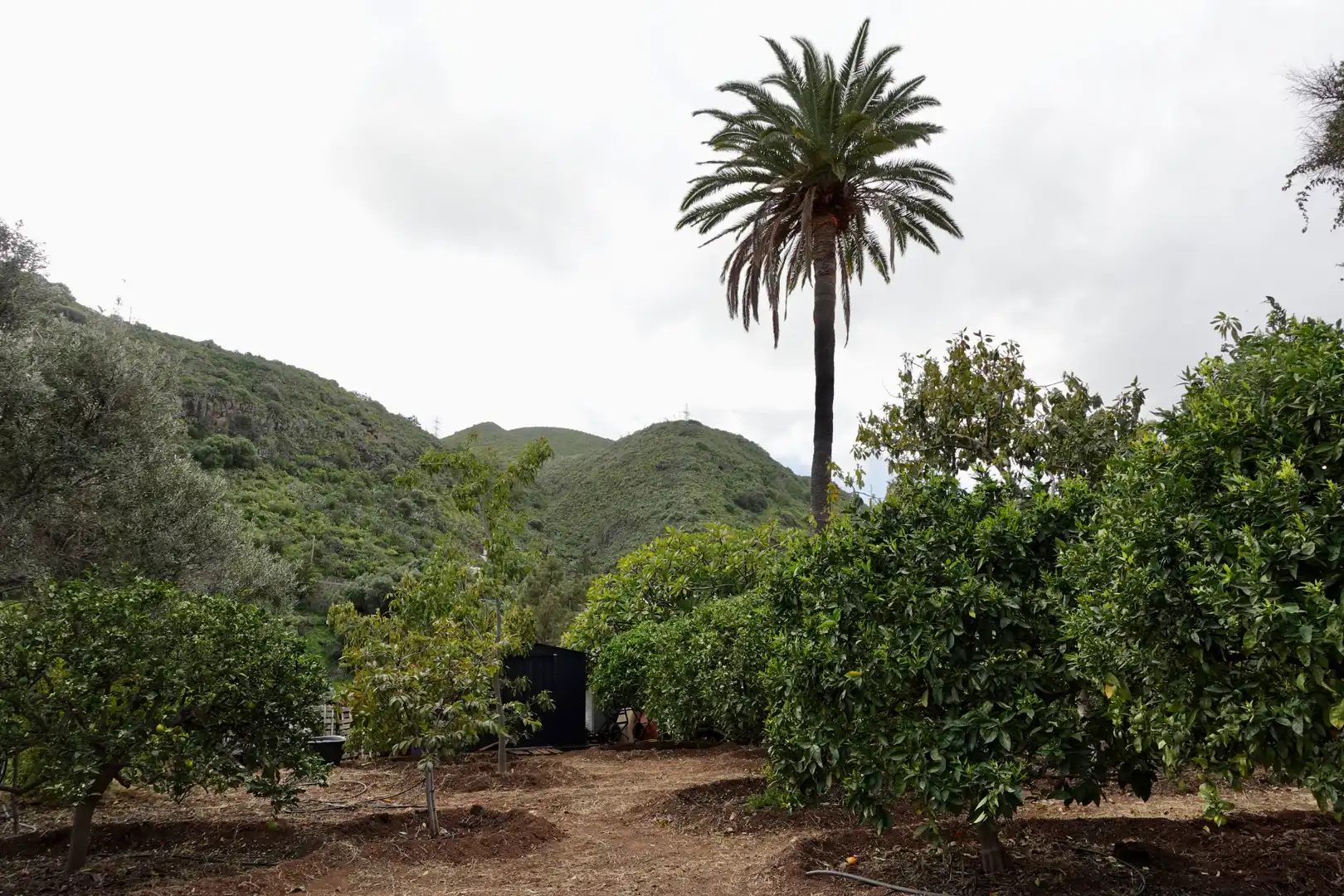 Jardín de Casa o chalet en venta en Telde con Jardín privado, Terraza y Amueblado
