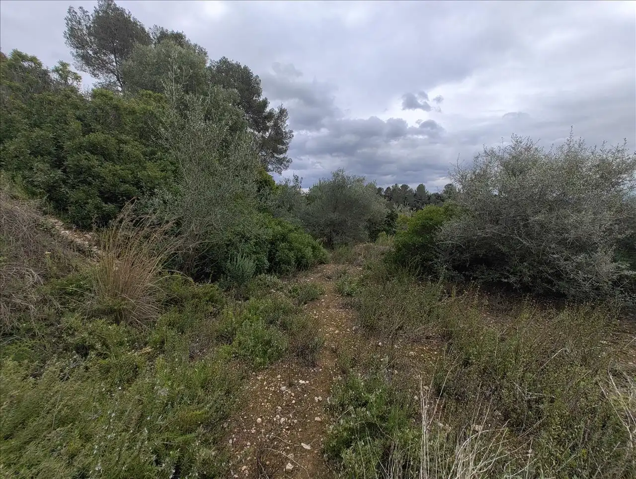 Terreny rústic en venda a Cantalars, Pol.9, Parc. 123(A,B,C Y D) Y Parcela 233. Barranco De Montell, imagen 14