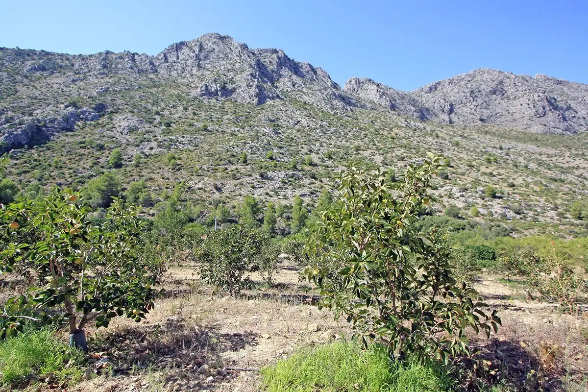 Terrenys i solars en venda a Beniarbeig, imagen 6