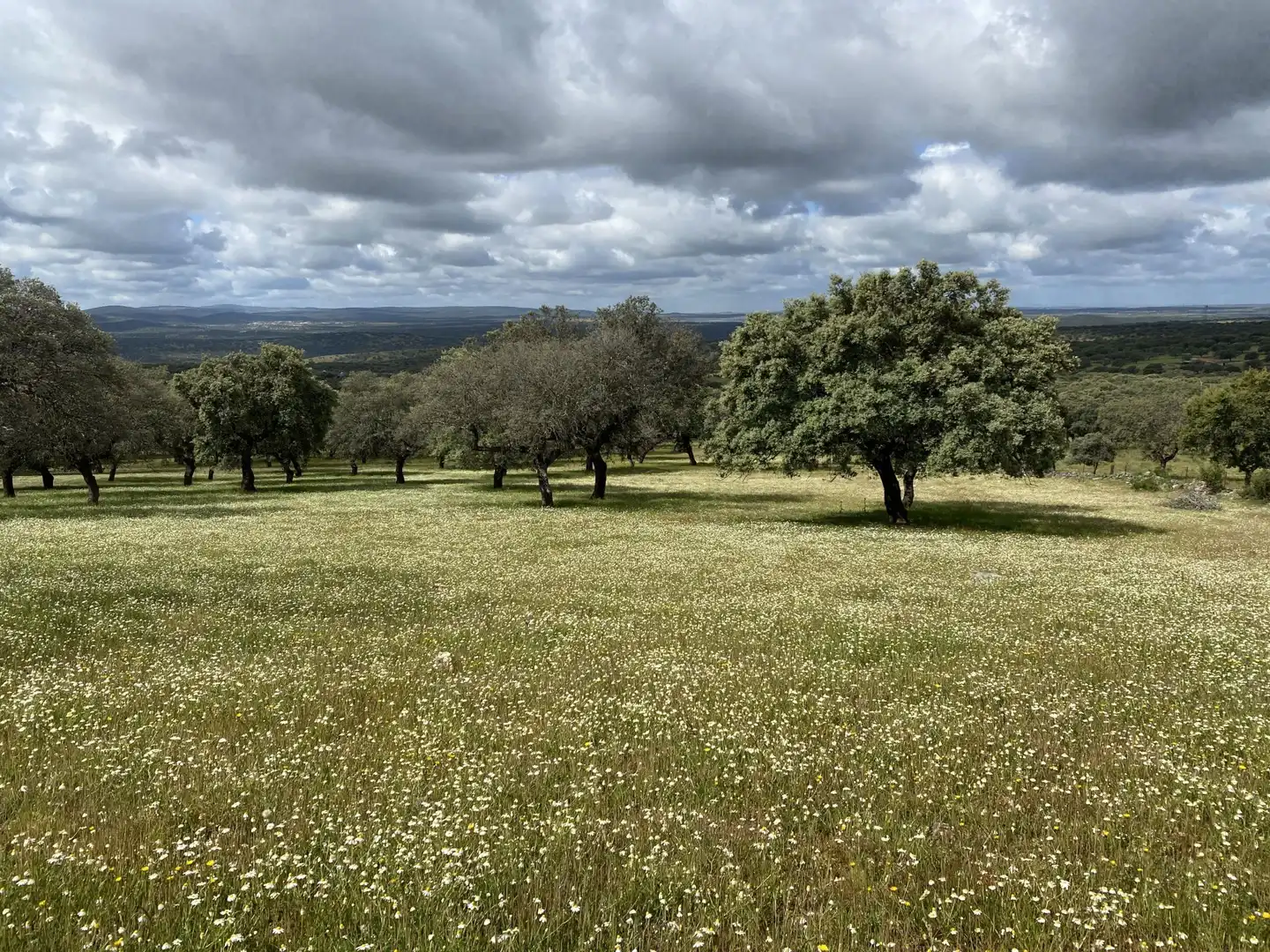 Terreno en venta en Deleitosa