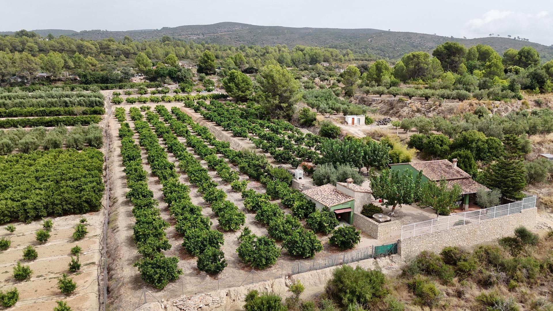 Jardín de Casa o chalet en venta en Benicolet con Jardín privado y Terraza