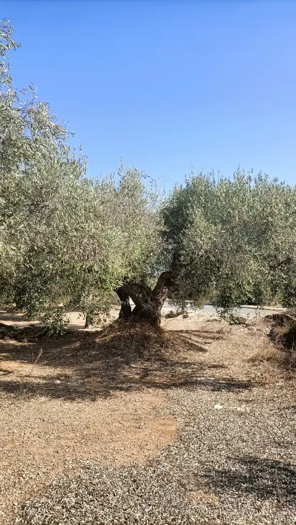Terrain rustique à vendre à Camí de la Ferrereta 17, imagen 14
