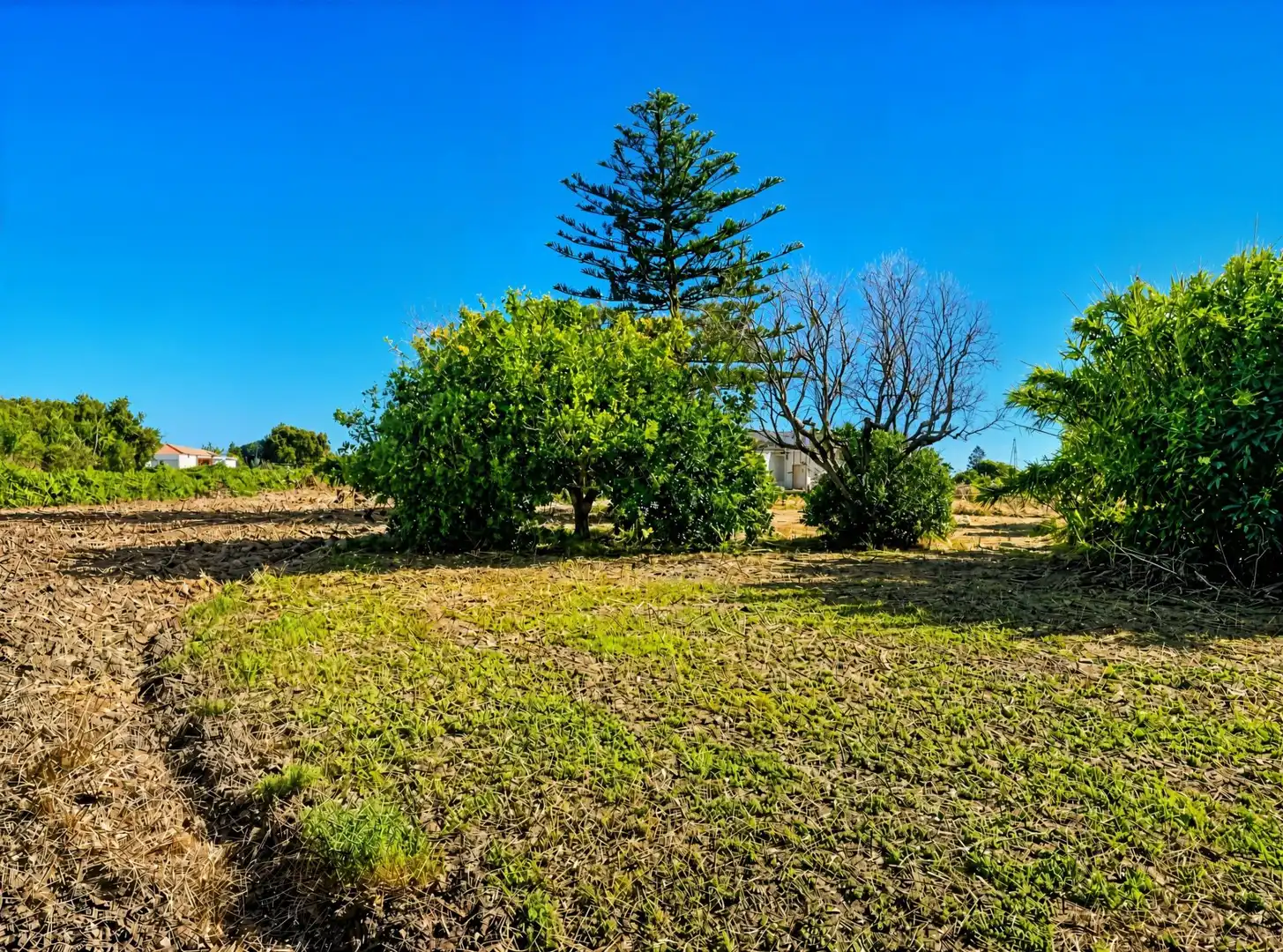 Rural land for sale in Pelagatos - Pago del Humo, imagen 11
