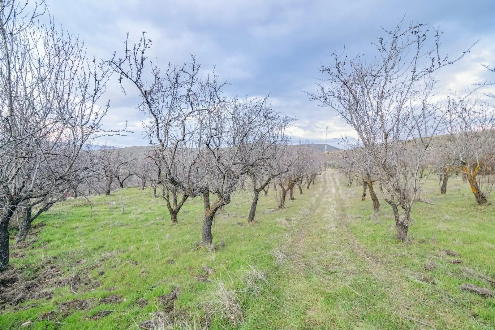 Lands and plots for sale in Autovia Pinos Genil, imagen 22