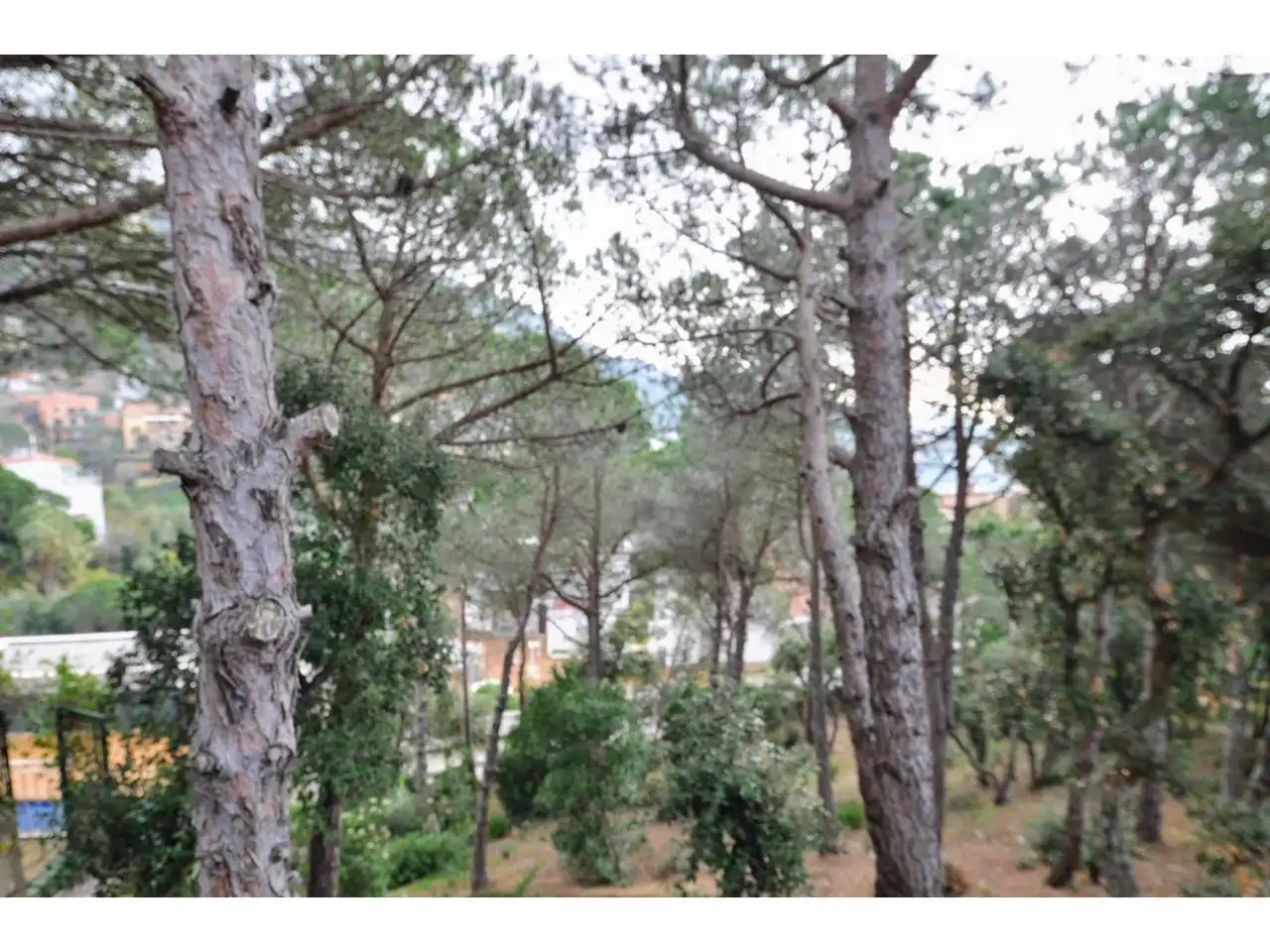 Jardín de Terreno industrial en venta en Lloret de Mar