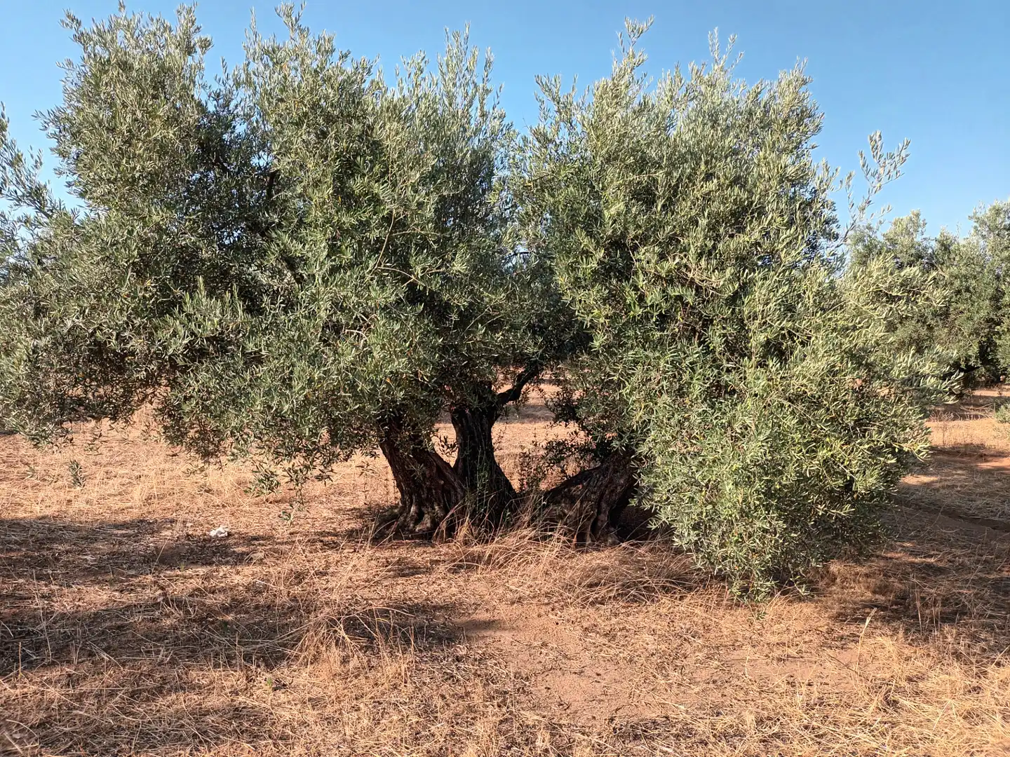 Terreni e lotti in vendita a Santisteban del Puerto, imagen 4