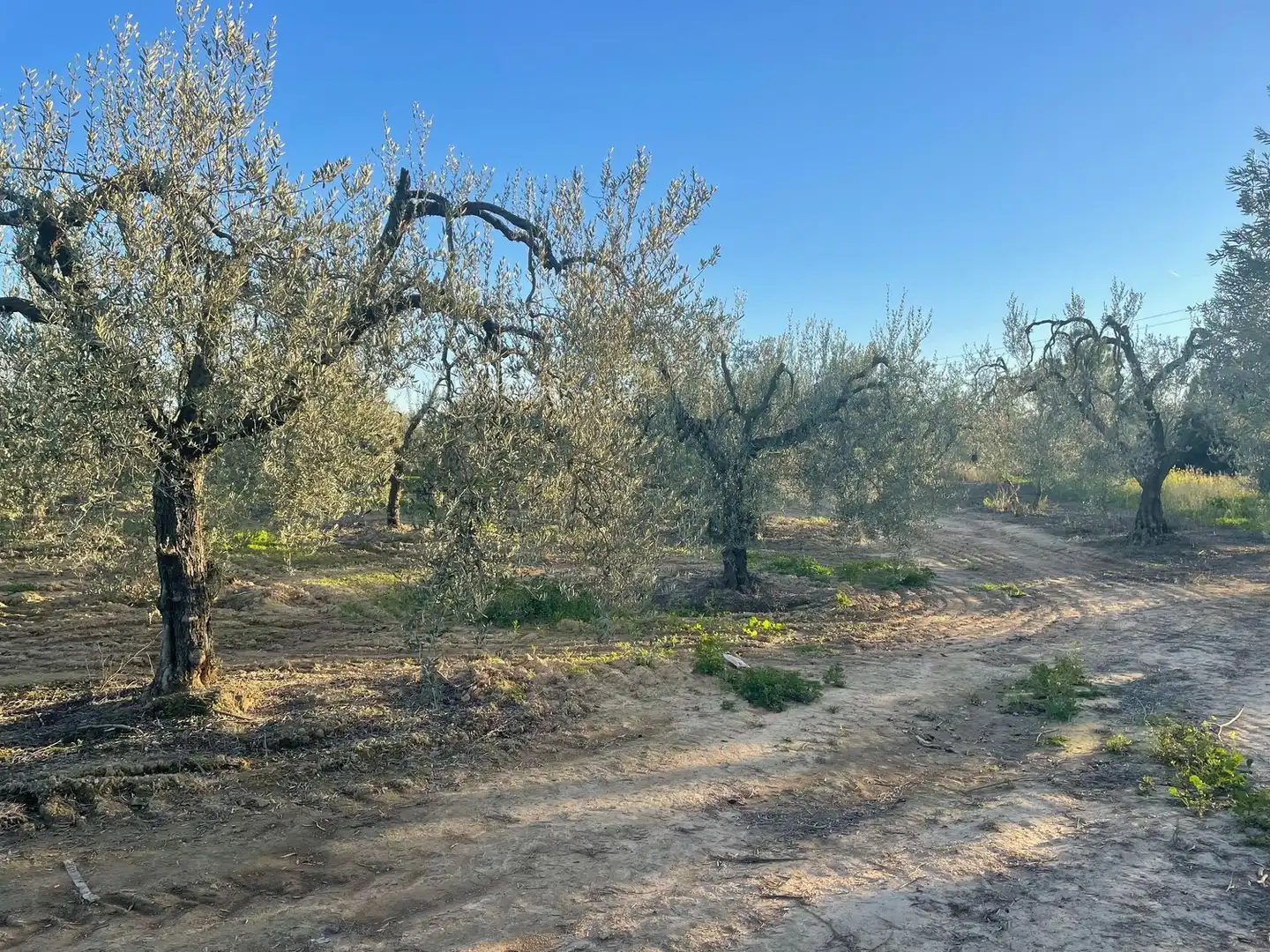 Terreno en venta en Bollullos de la Mitación