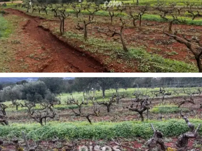 Rural land for sale in Calle Port de Sant Miquel 90, imagen 5