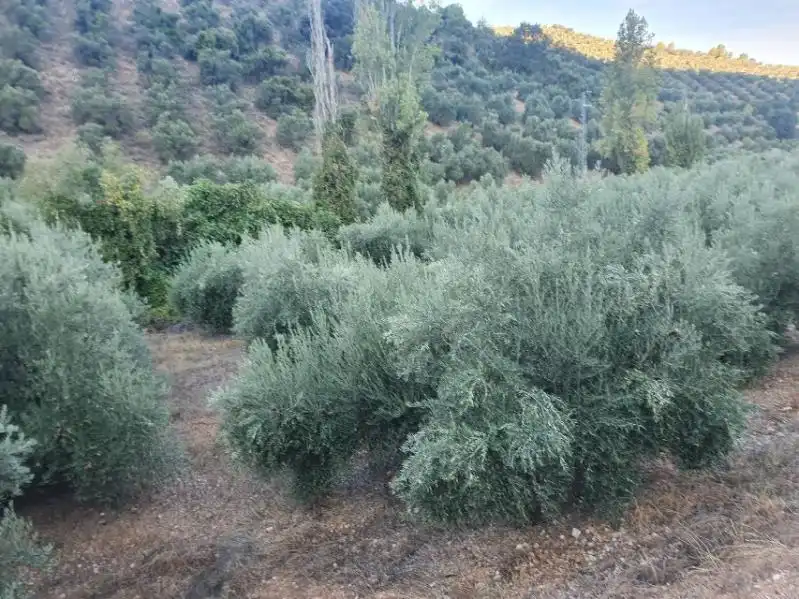 Terreni e lotti in vendita a Puente de Génave, imagen 3