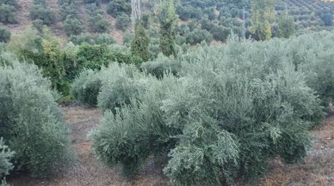 OLIVAR DE SECANO EN PEÑOLITE, imagen 3