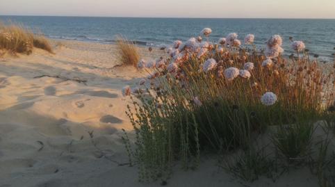 Photo 5 of Residential for sale in Coto, Almonte