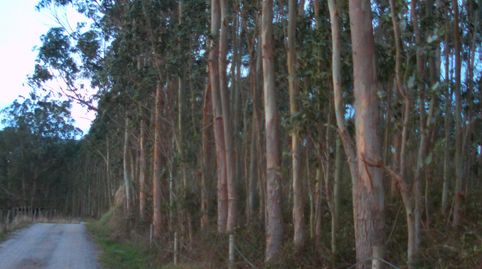 TERRENO EN VENTA  CON EUCALIPTO, immagine 2