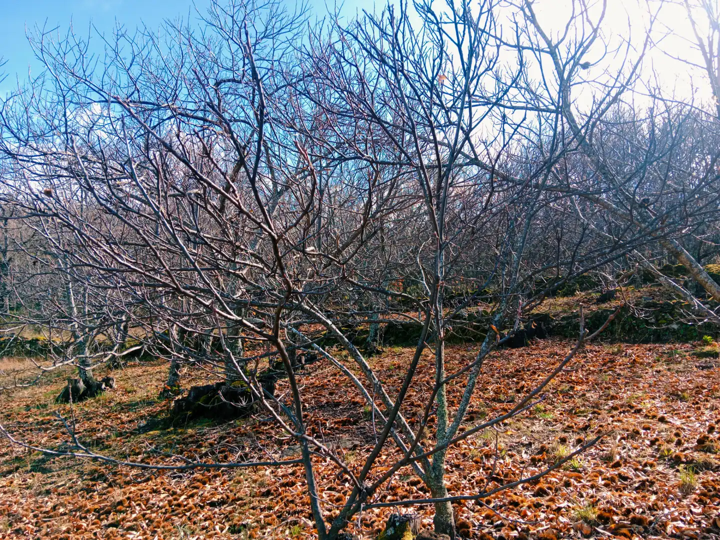 Terreni e lotti in vendita a Arroyomolinos de la Vera, imagen 19