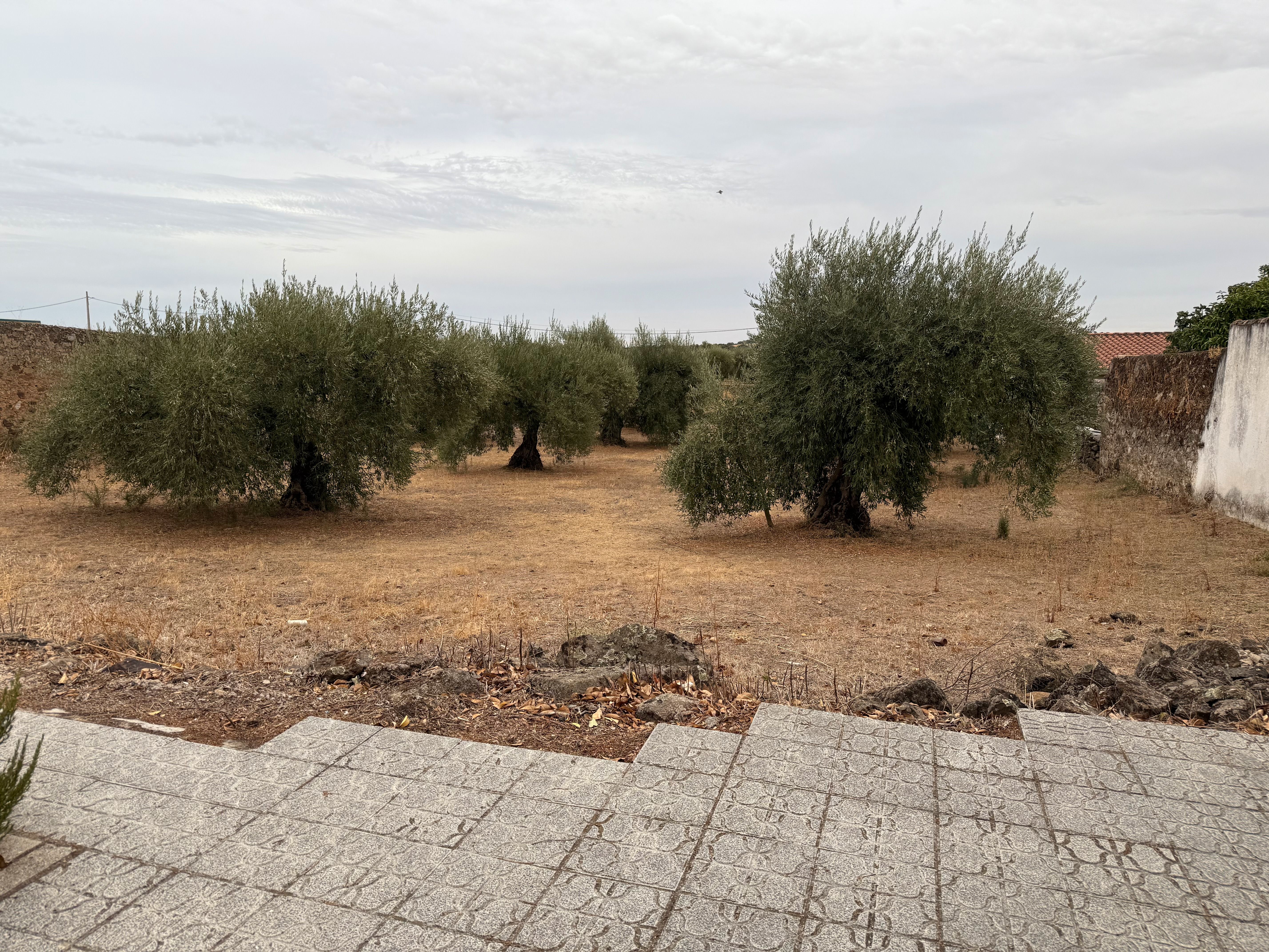 Land for sale in Villamesías