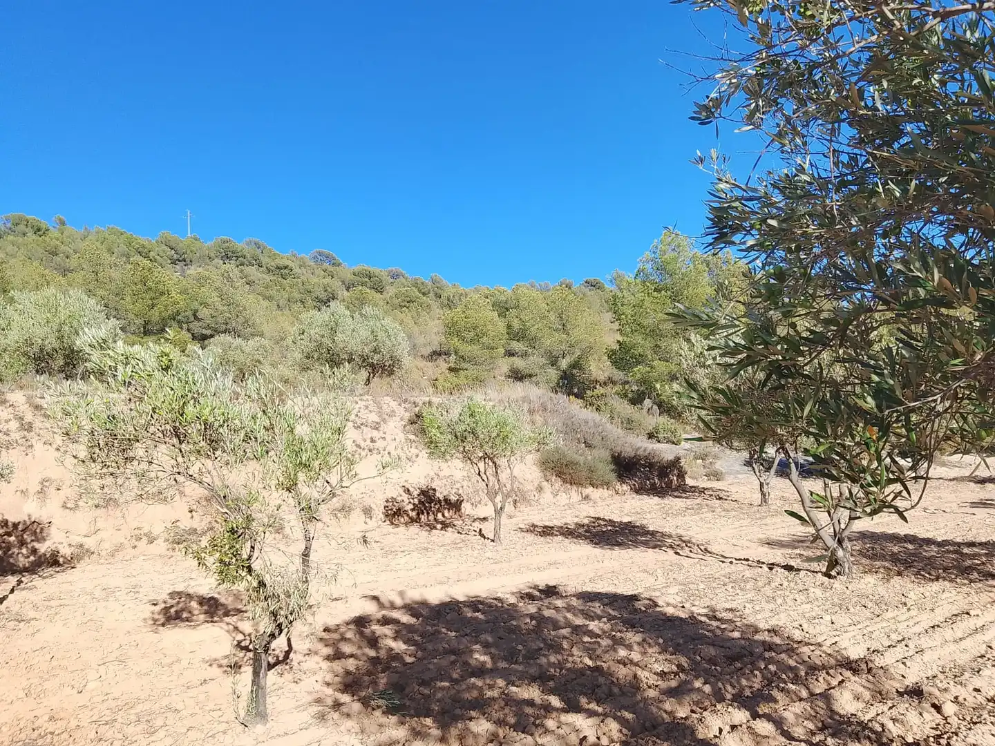Terreny rústic en venda a Tibi, imagen 14