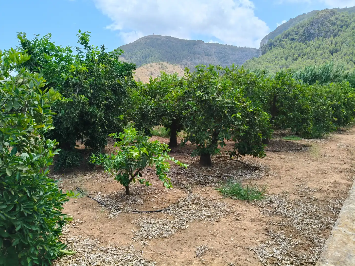 Rural land for sale in Partida Pla 42, imagen 21