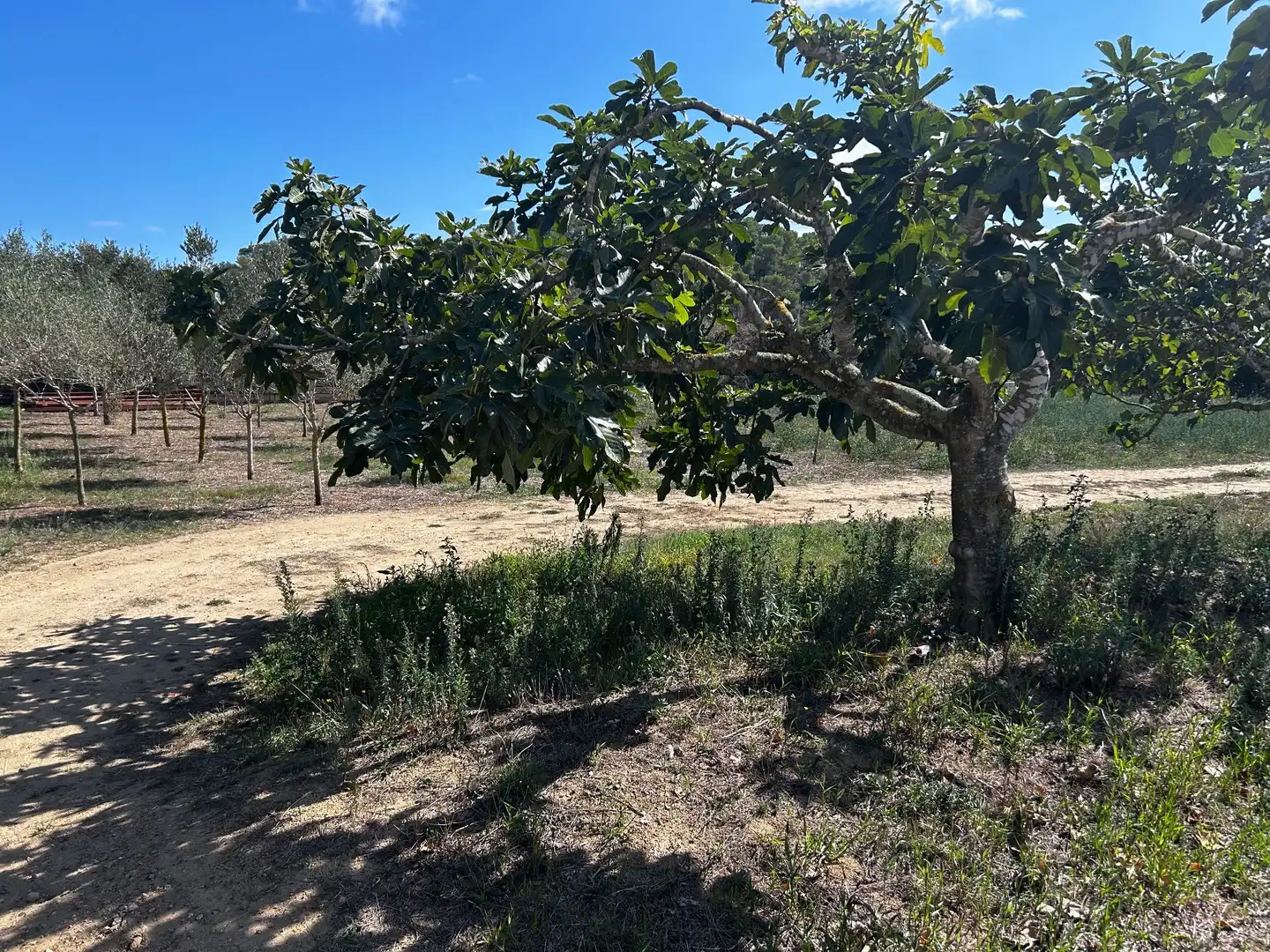 Finca rústica en venta en Palamós con Jardín privado