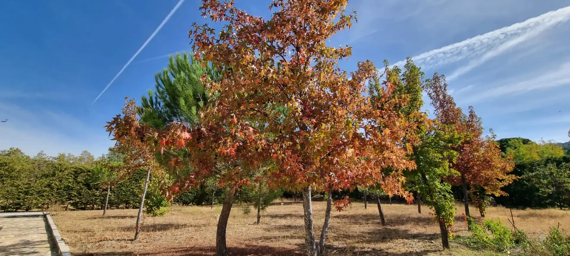 Jardí de Casa o xalet en venda en Moralzarzal amb Aire condicionat, Calefacció i Jardí privat
