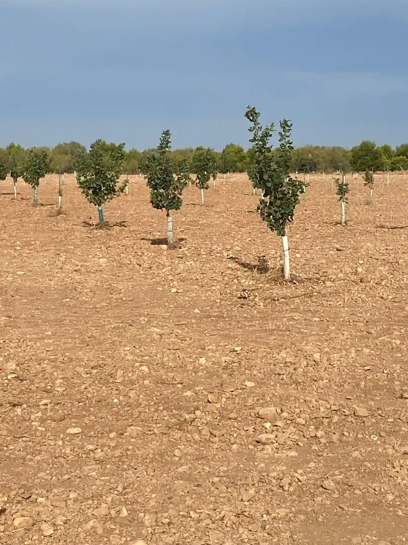 Terreno rustico in vendita a Calle García Pavón, imagen 6