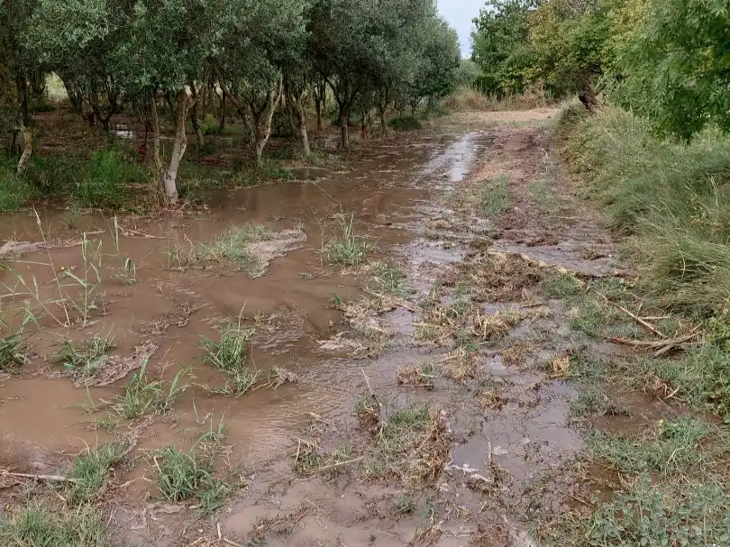 Terreny rústic en venda a Carrer de la font 16, imagen 11