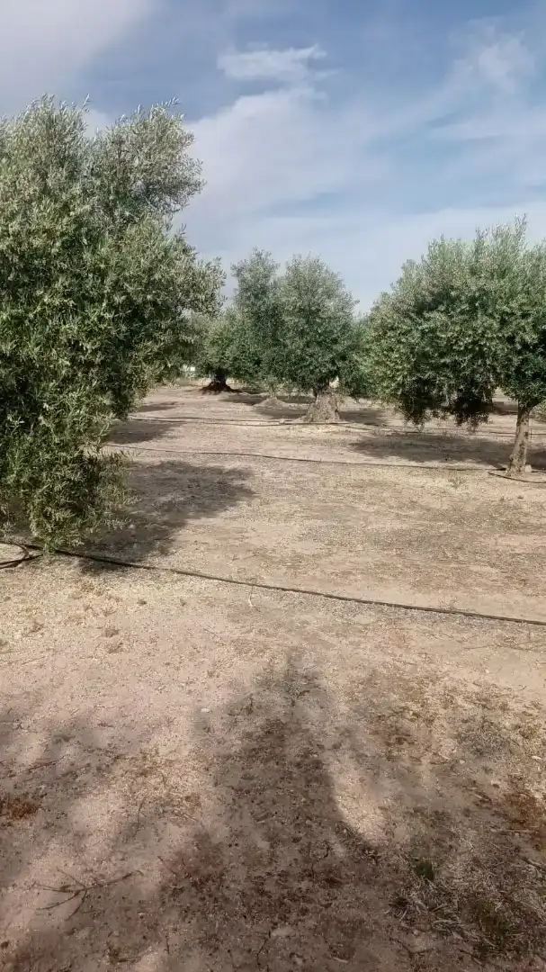 Casa o chalet en venta en La Haba 
