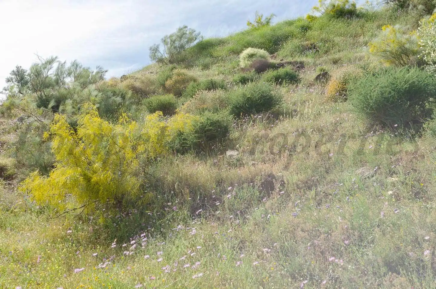 Terreno rústico en venta en Sedella, imagen 9