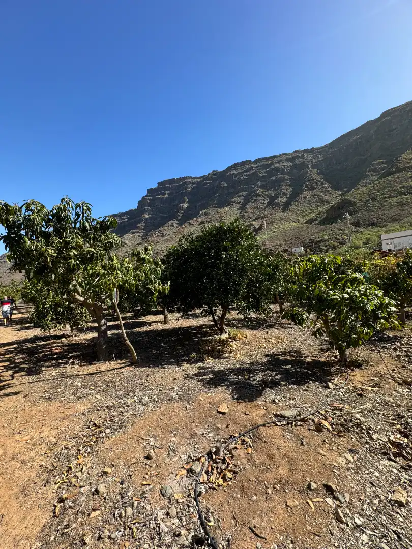 Vista exterior de Finca rústica en venda en San Bartolomé de Tirajana amb Aire condicionat, Jardí privat i Terrassa