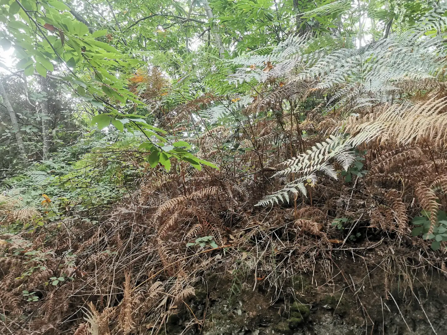 Grundstücke zum Verkauf in Santa Úrsula