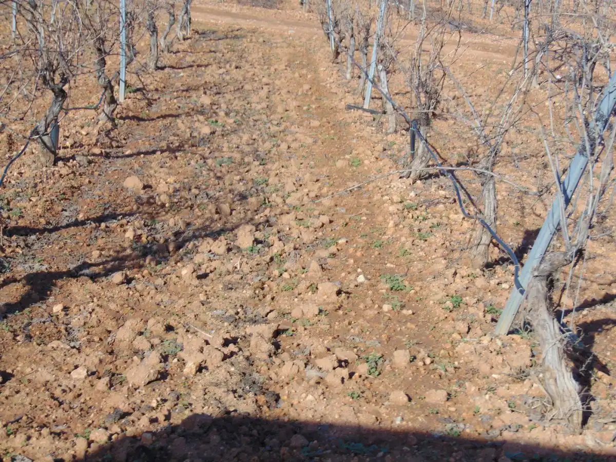 Rural land for sale in Valdepeñas, imagen 30