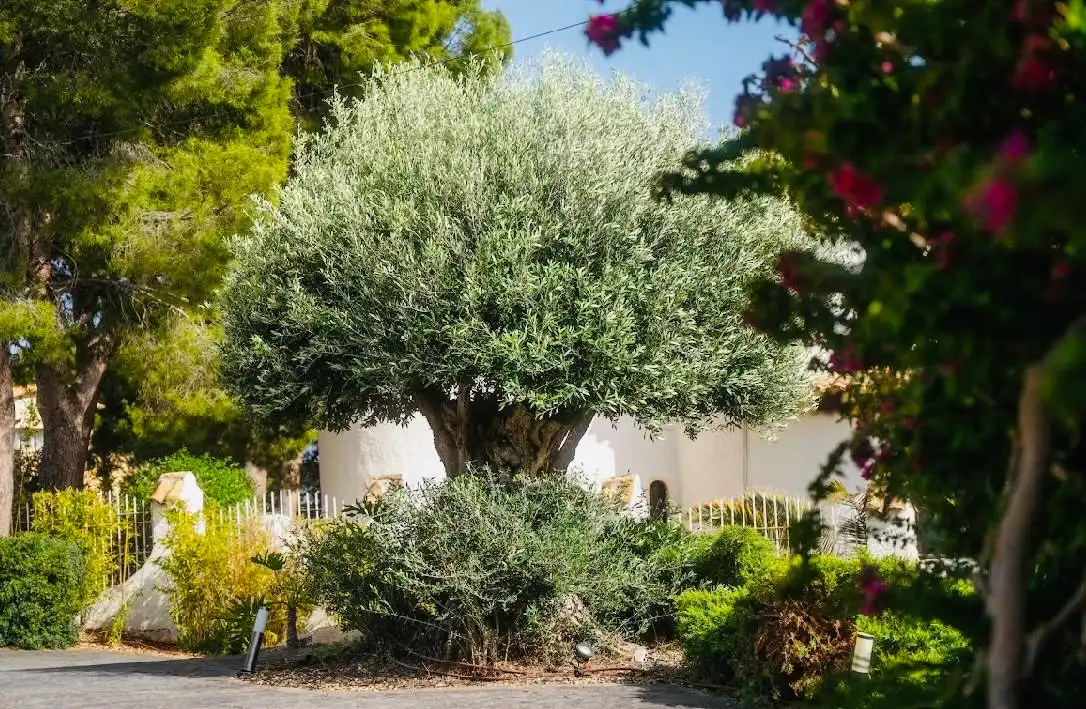 Detached house with terrace for sale in L'Olla, imagen 8