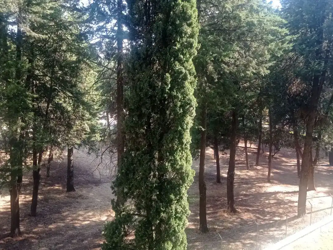 Jardín de Piso para compartir en Constitución - Balconcillo