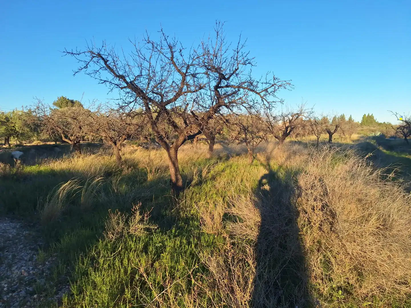 Terreny en venda en San Vicente del Raspeig / Sant Vicent del Raspeig