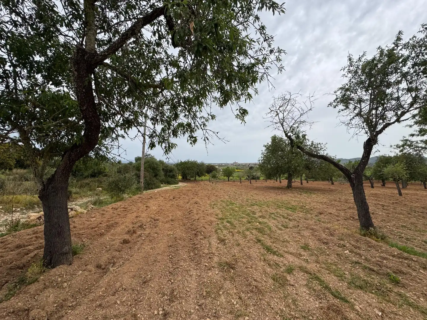 Rustikales Grundstück zum Verkauf in Camino Camí Vell de Porreres 2, imagen 8