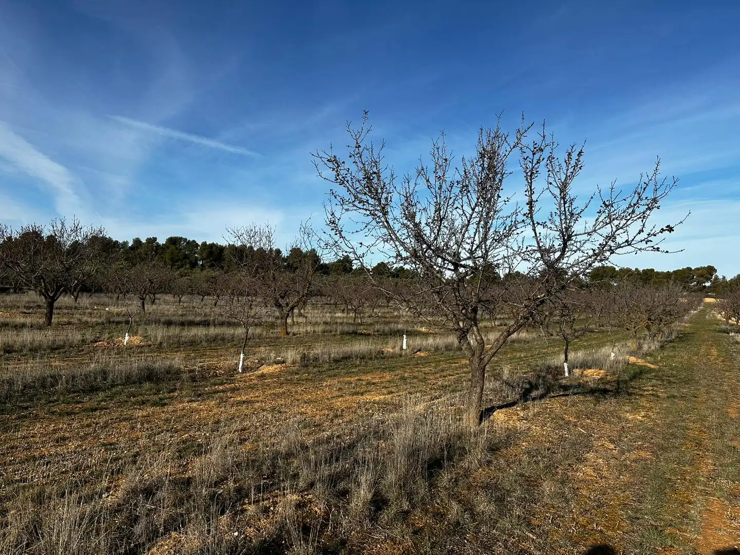 Rural land for sale in La Pobla de Cérvoles, imagen 2