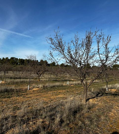 Foto 2 de Terreno en venta en La Pobla de Cérvoles, Lleida