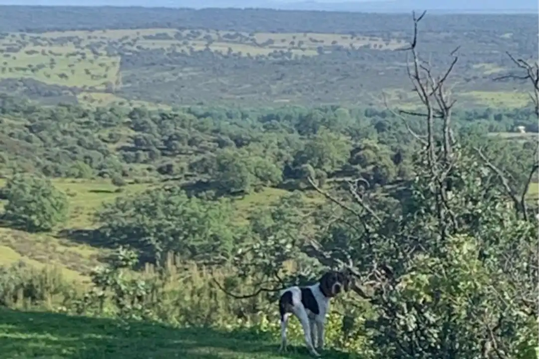 Terreni e lotti in vendita a Hervencias, imagen 2